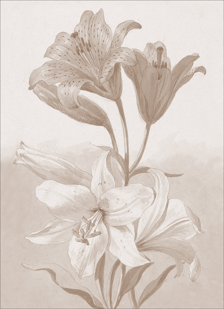 lily tiger shop Tiger Lily