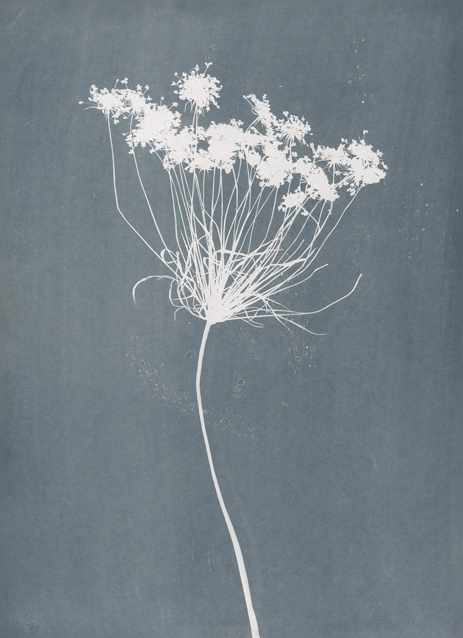 Queen Annes Lace