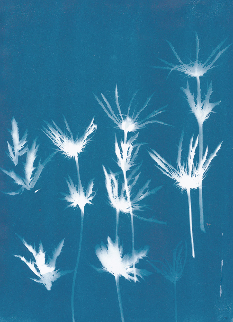 Thistle Rising