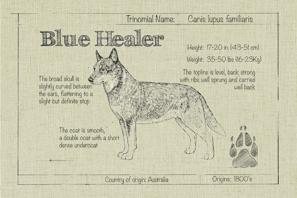 Blue Healer Natural Blueprint