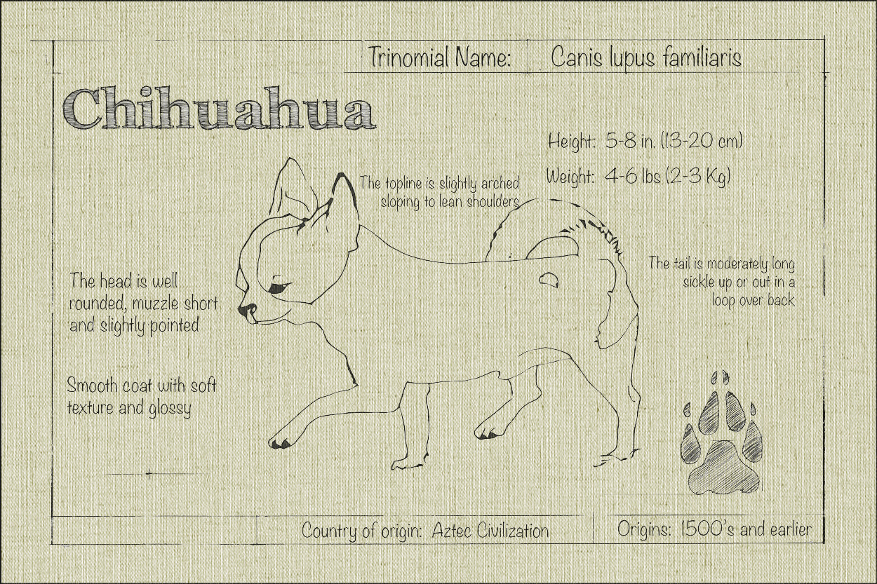 Chihuahua Natural Blueprint