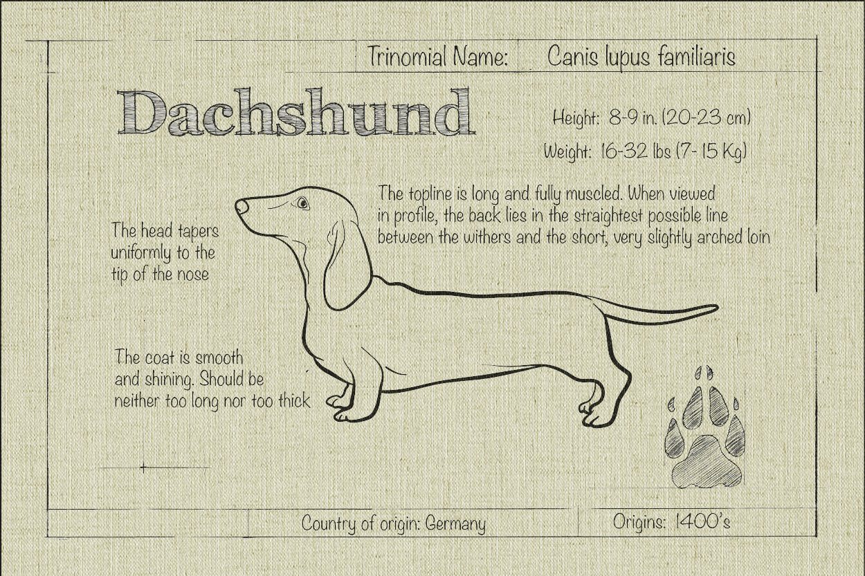 Dachshund Natural Blueprint