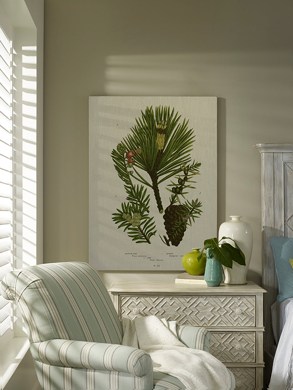 Pine Cone and Foliage