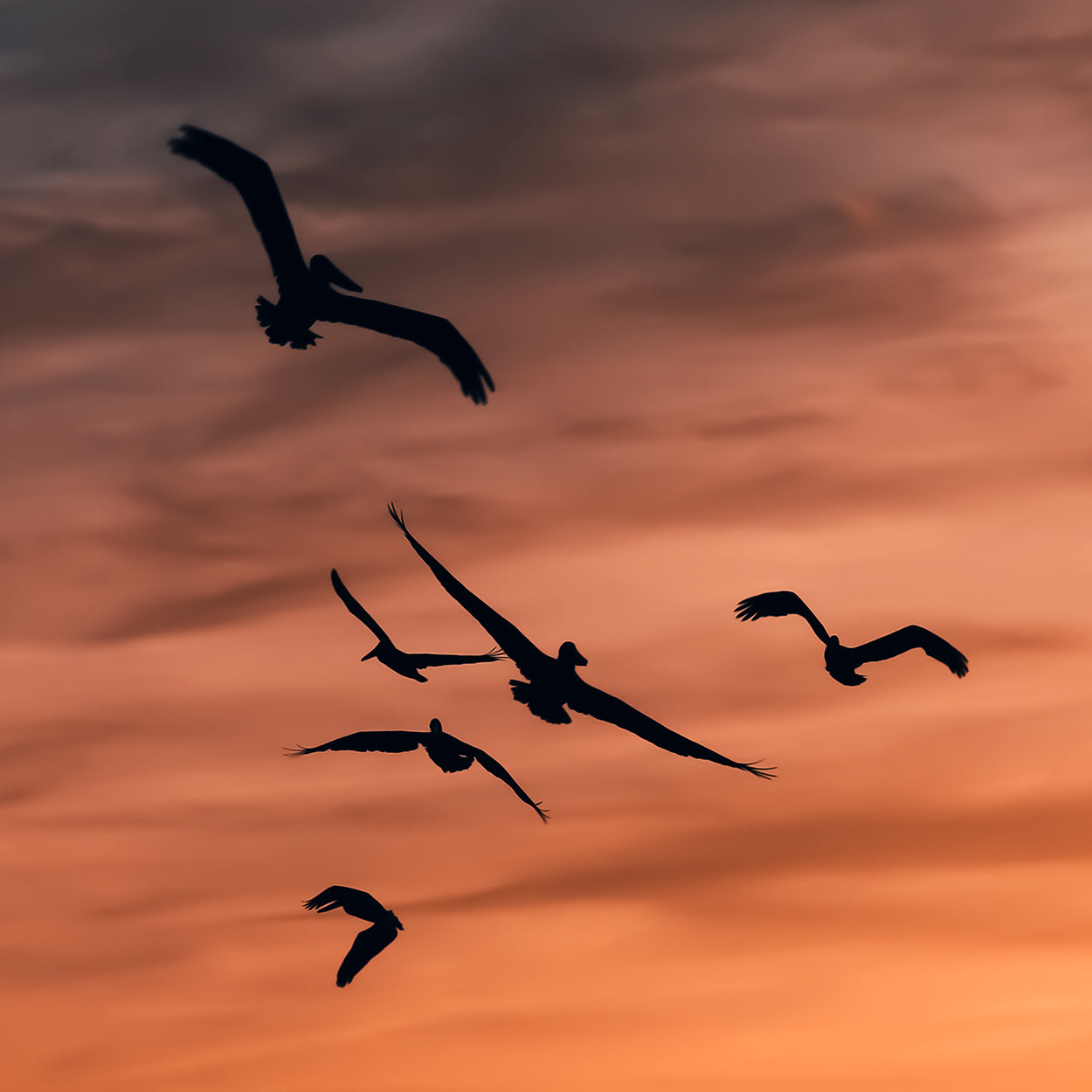 Pelicans
