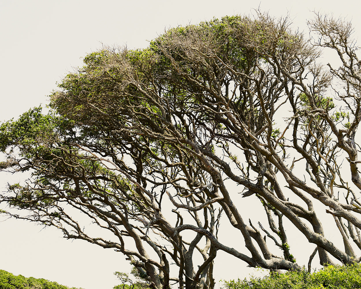 Live Oak