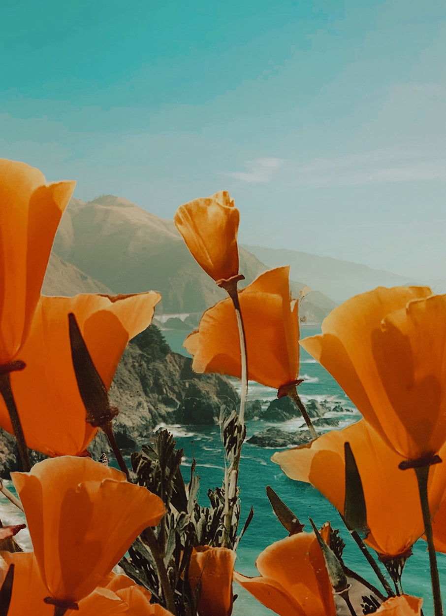 Painted Poppies