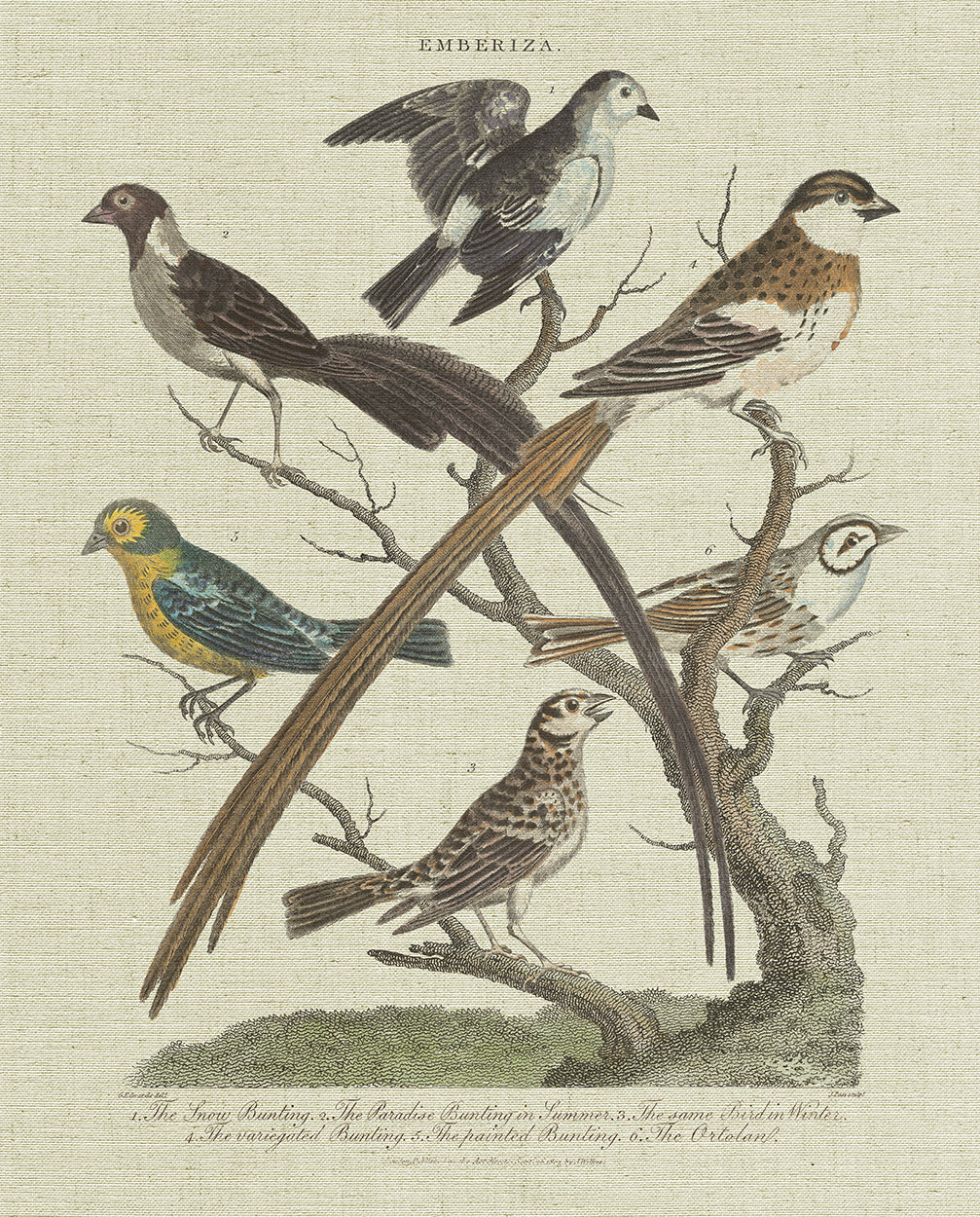 Bunting Birds Vertical
