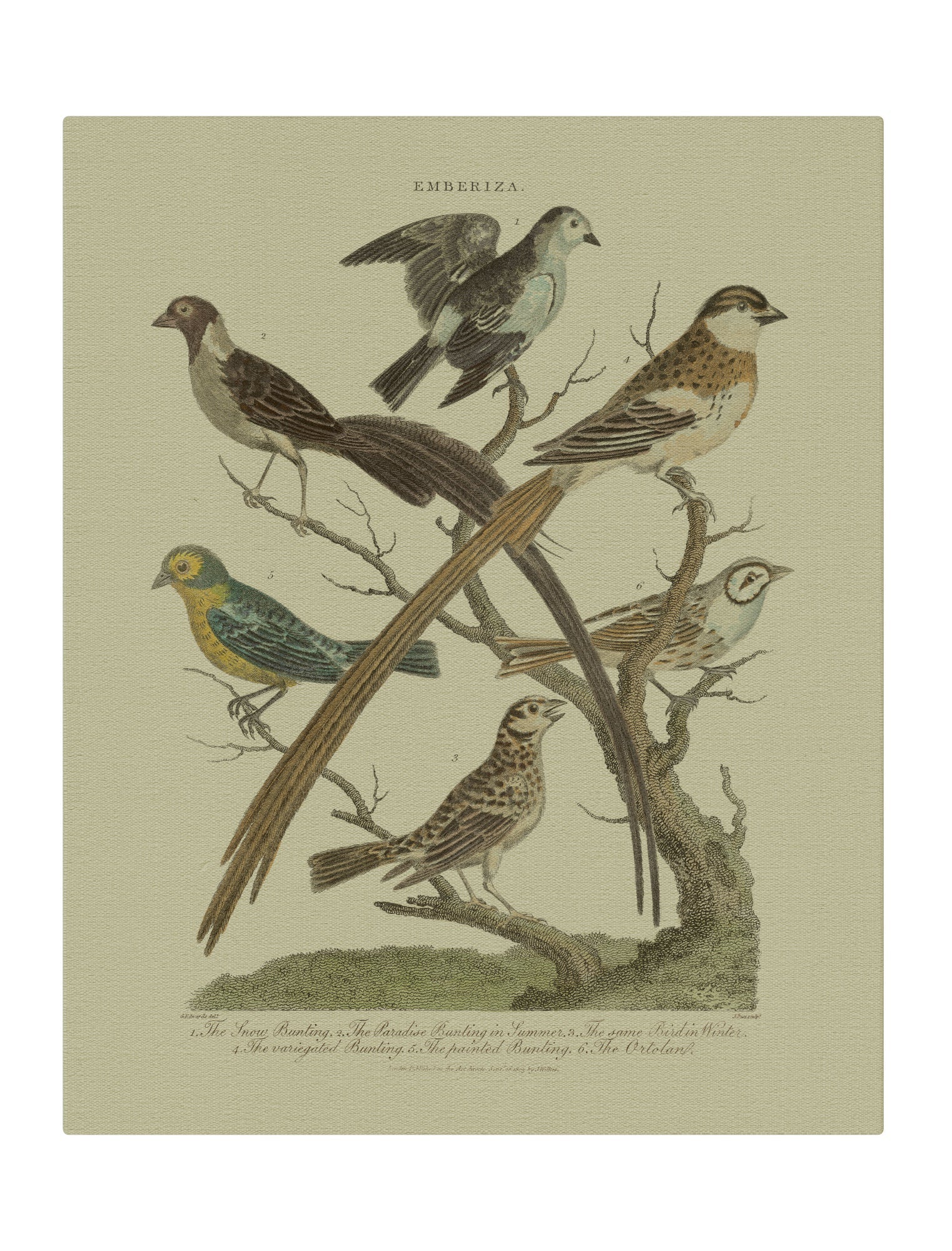 Bunting Birds Vertical