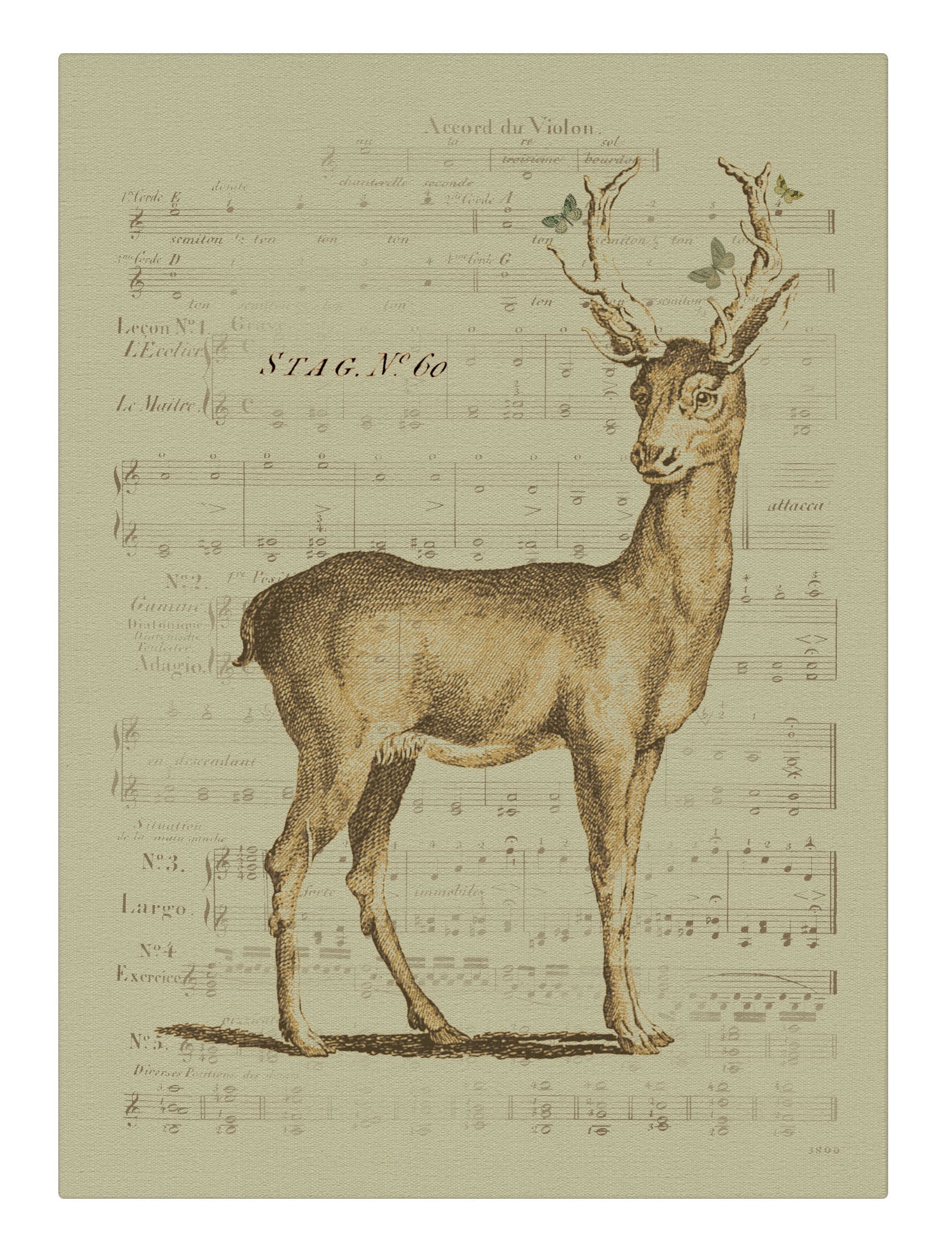 Stag No 60