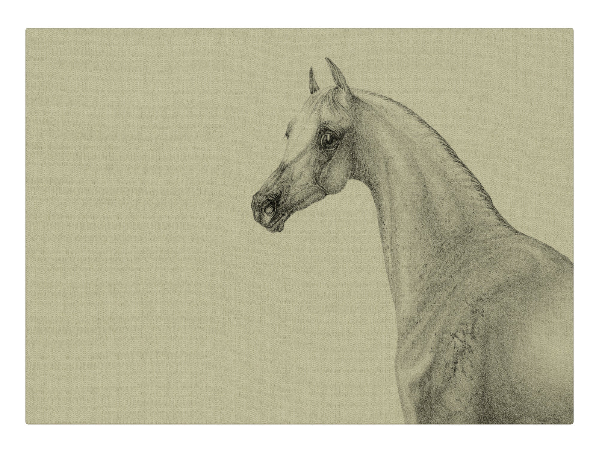 Portrait of a Horse