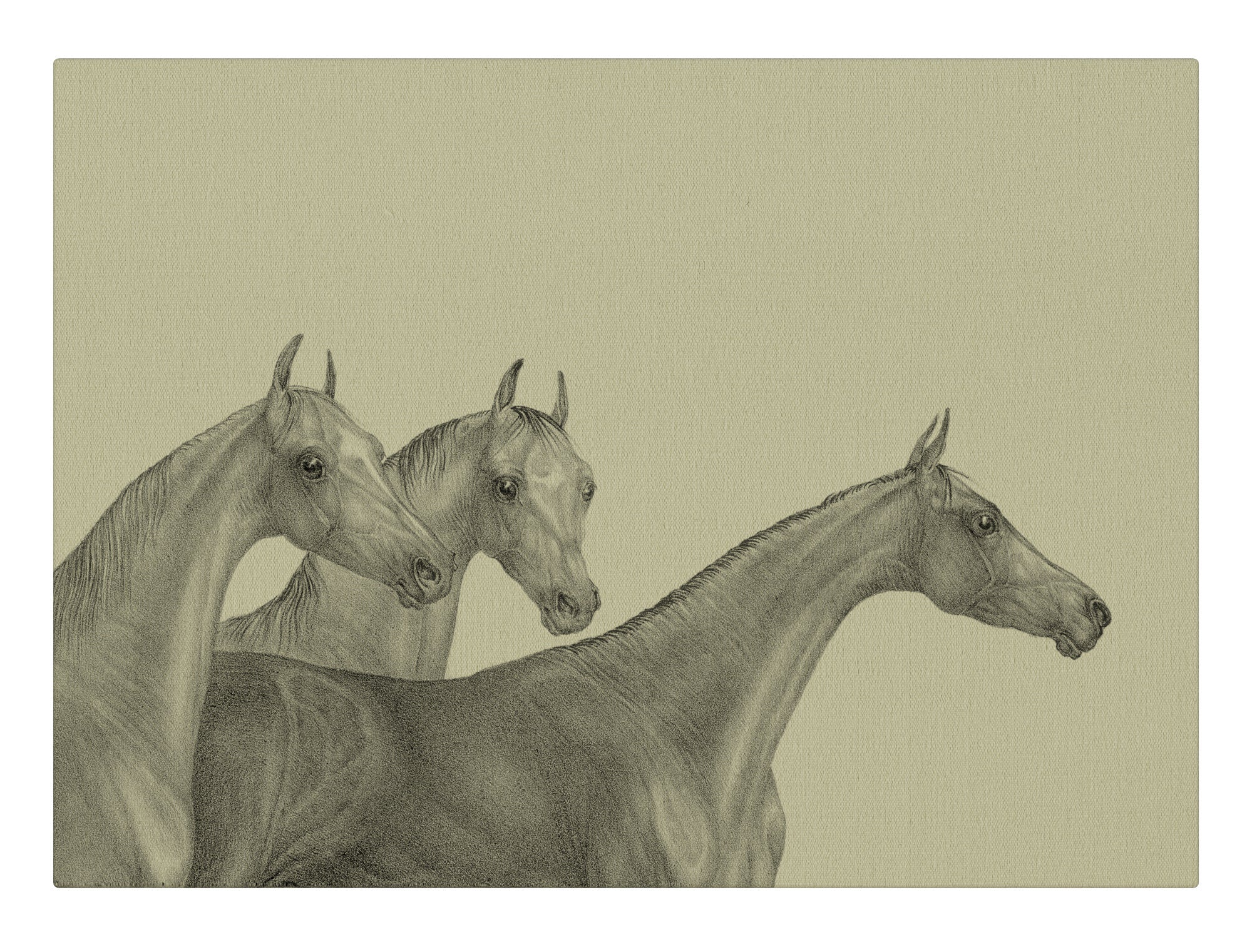 Trio of Horses