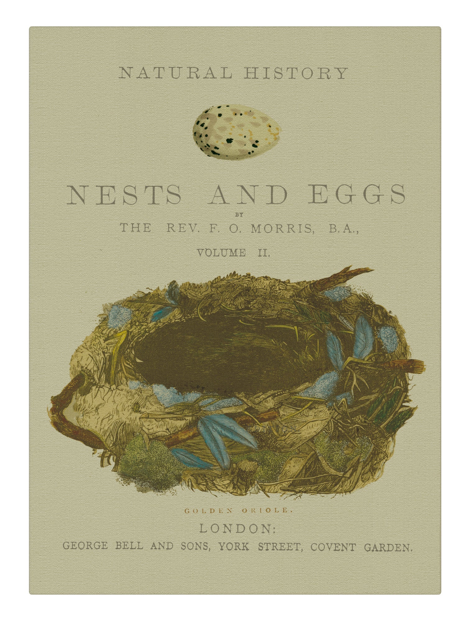 Nest and Feathers