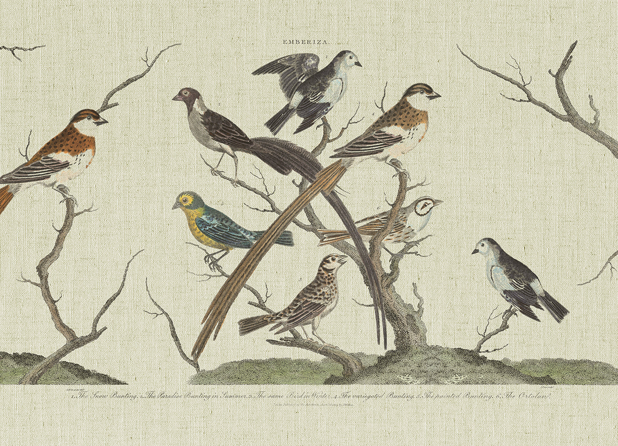 Bunting Birds Horizontal