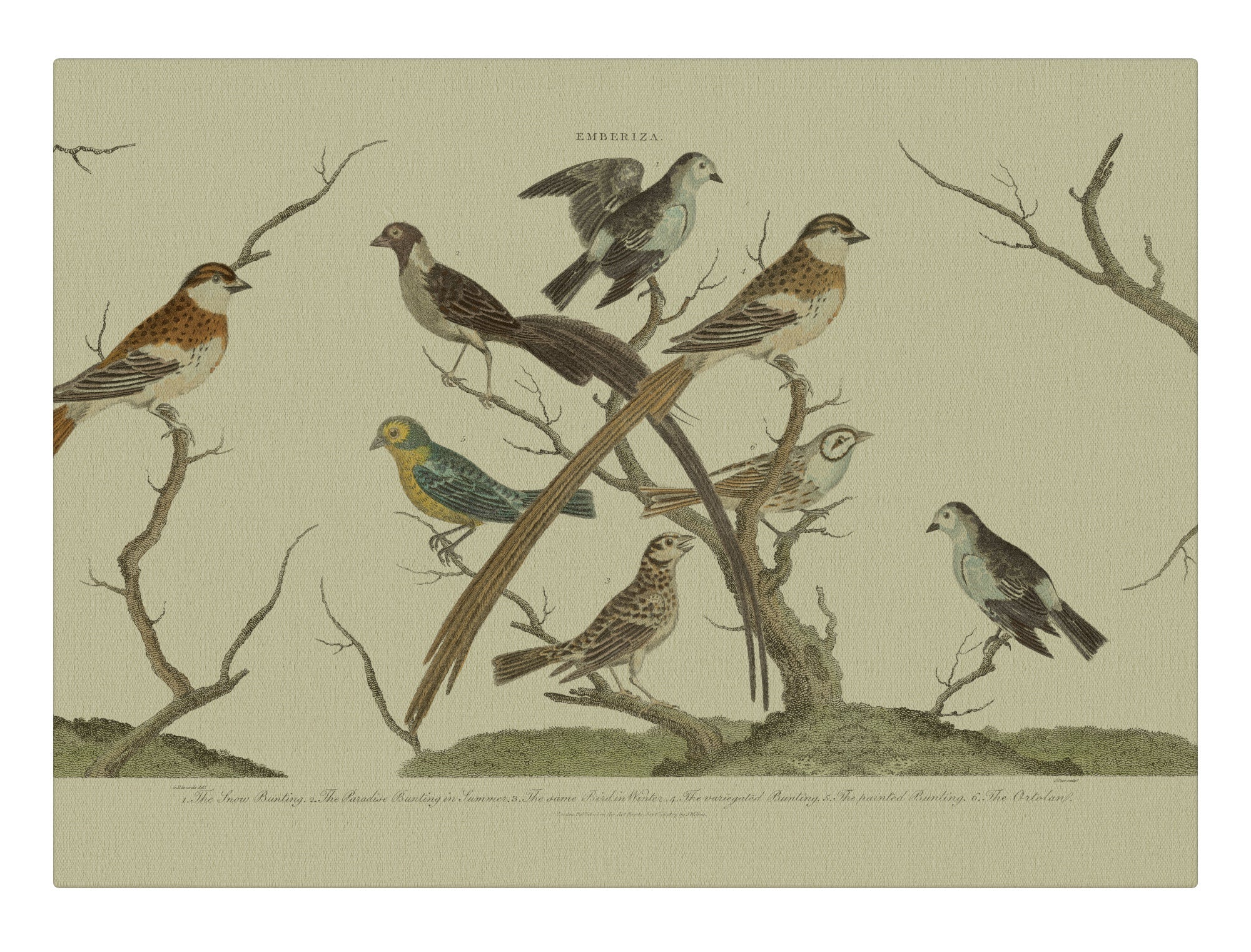 Bunting Birds Horizontal