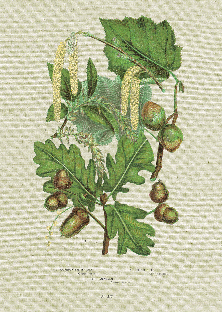 Acorn