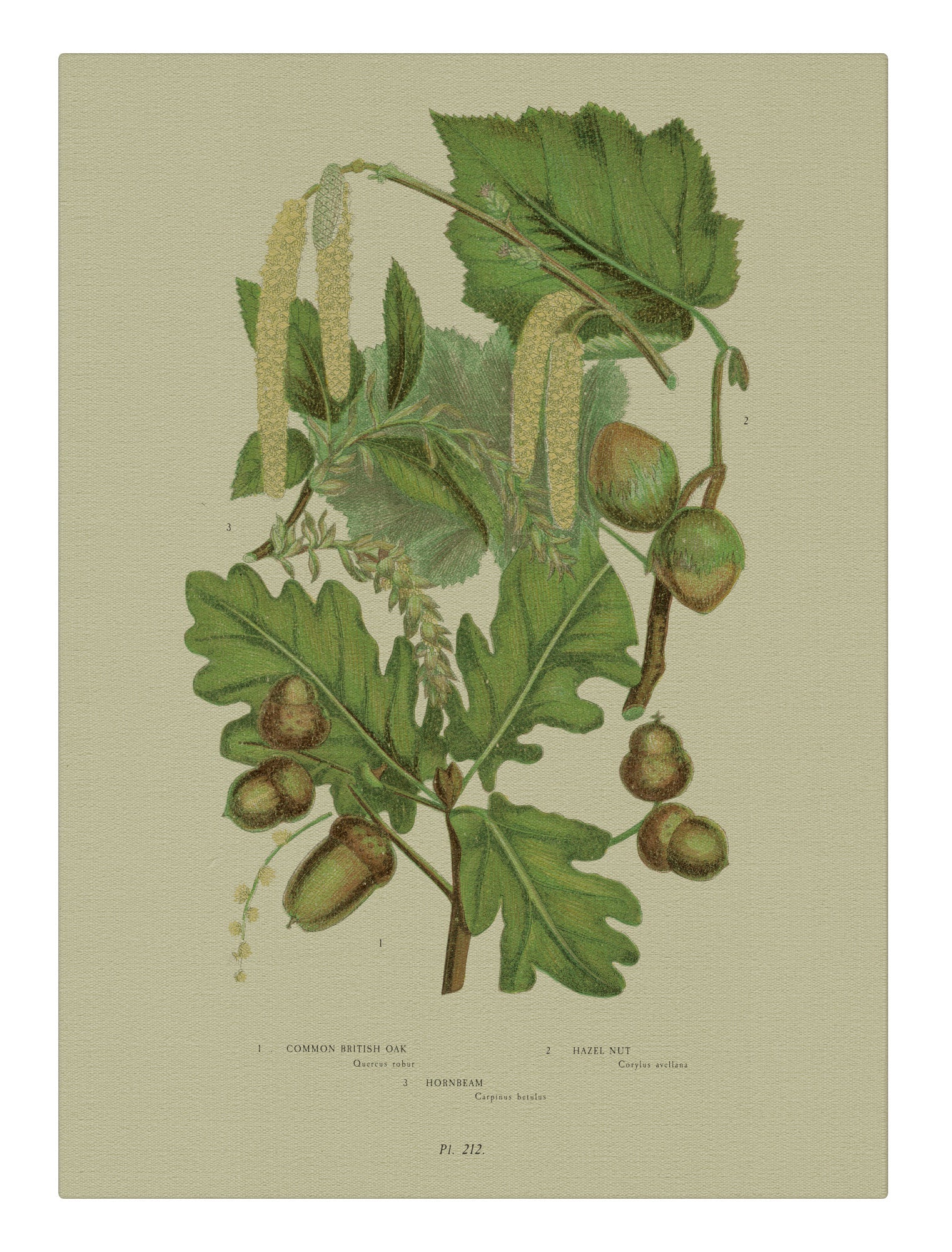 Acorn