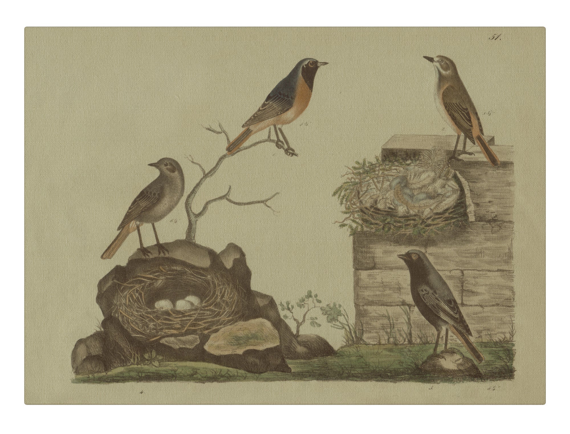 Bird Song