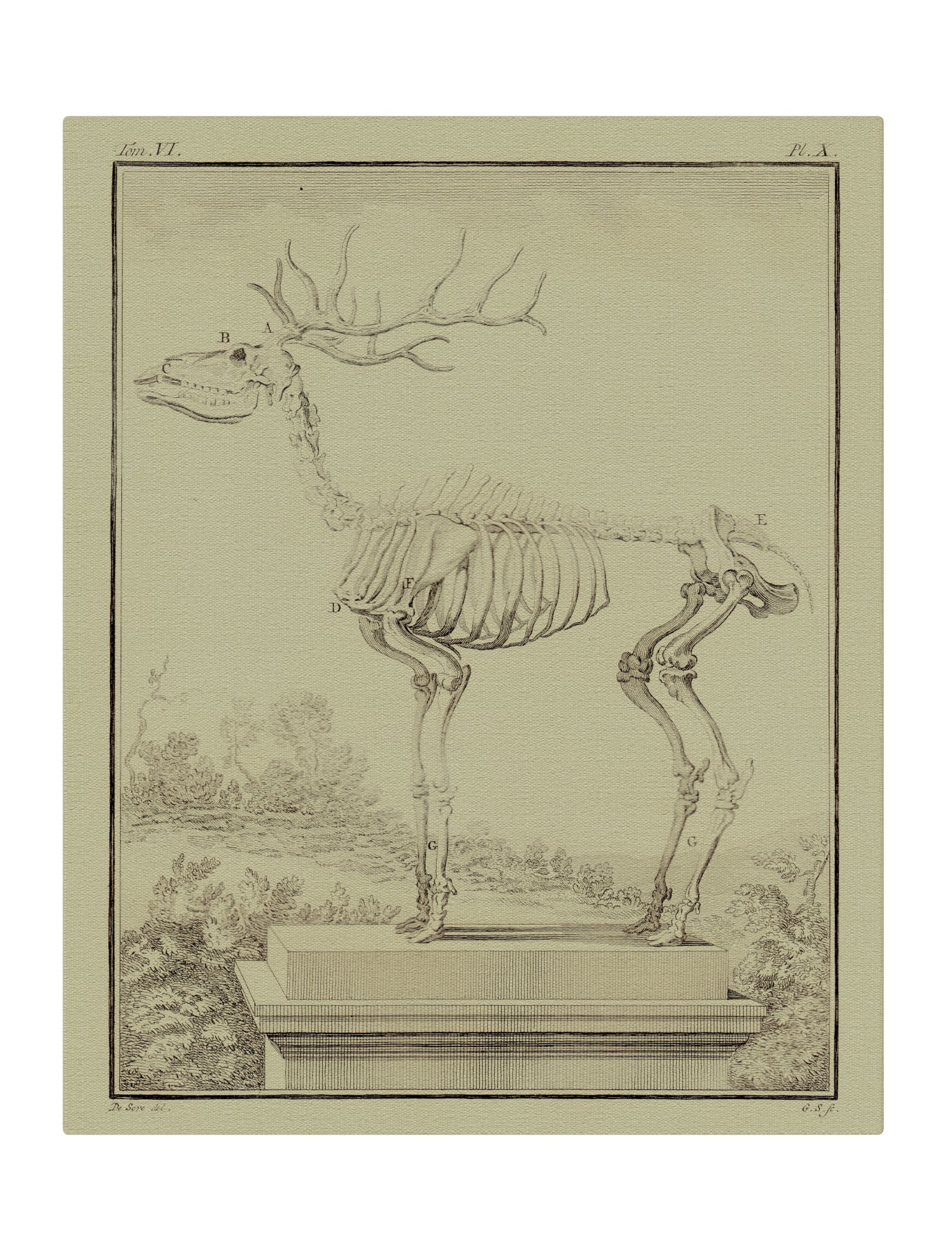 Oh Deer
