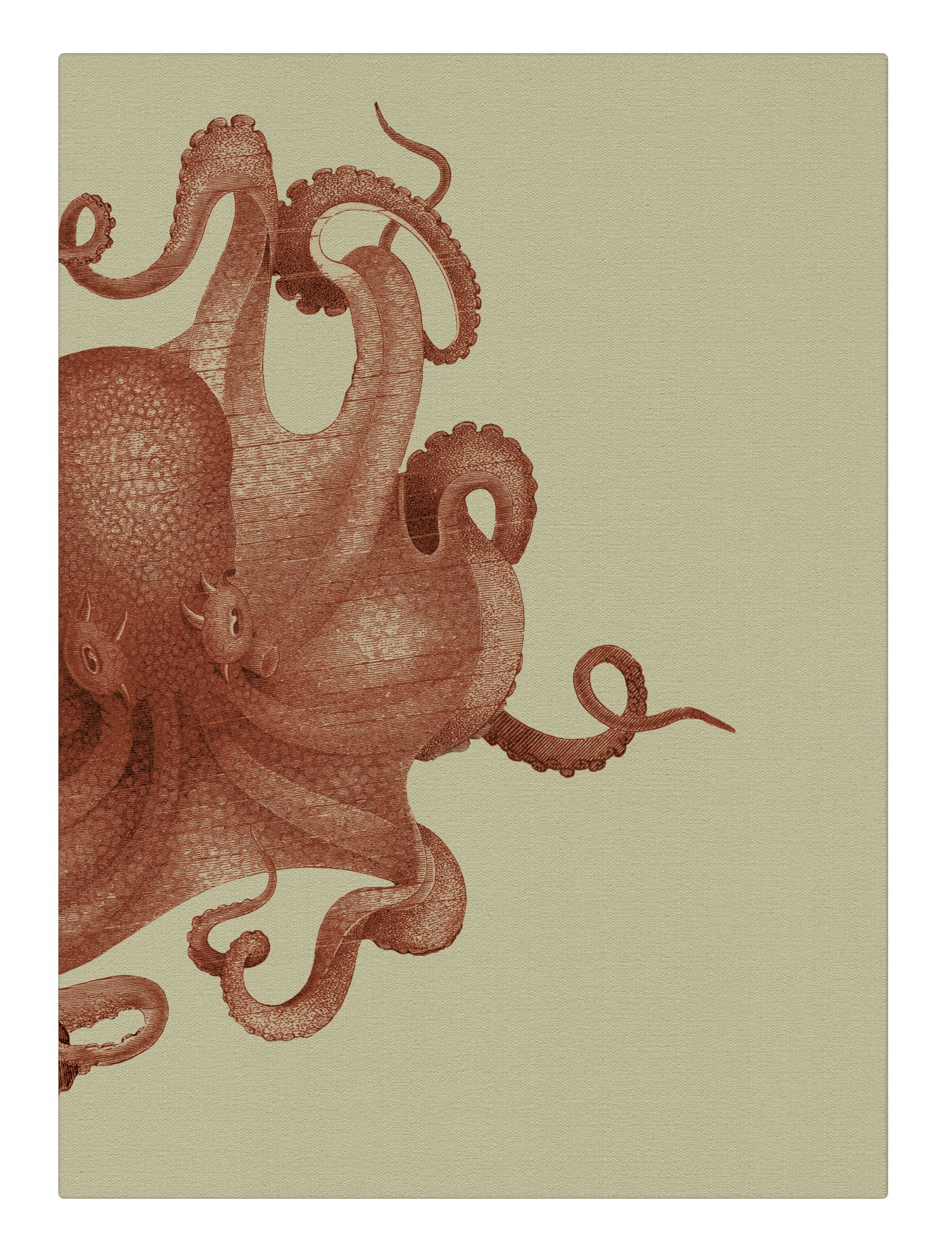 Octopus Study Coral