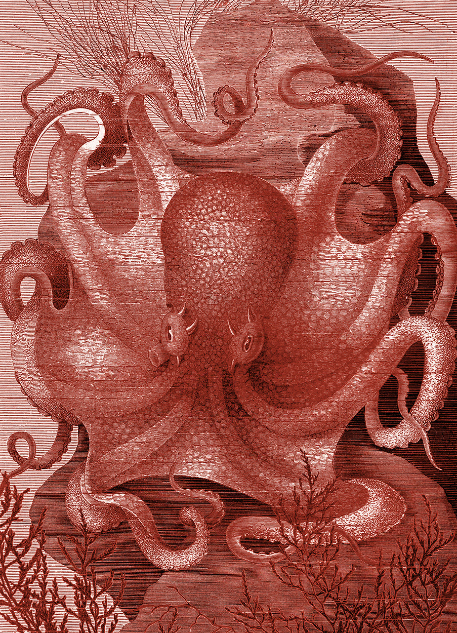 Octopus in the sea coral
