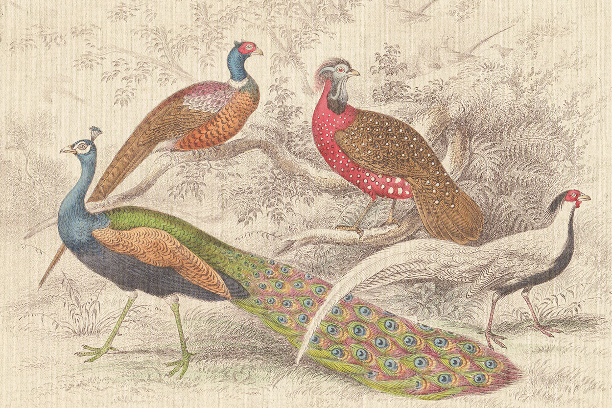 Peacock