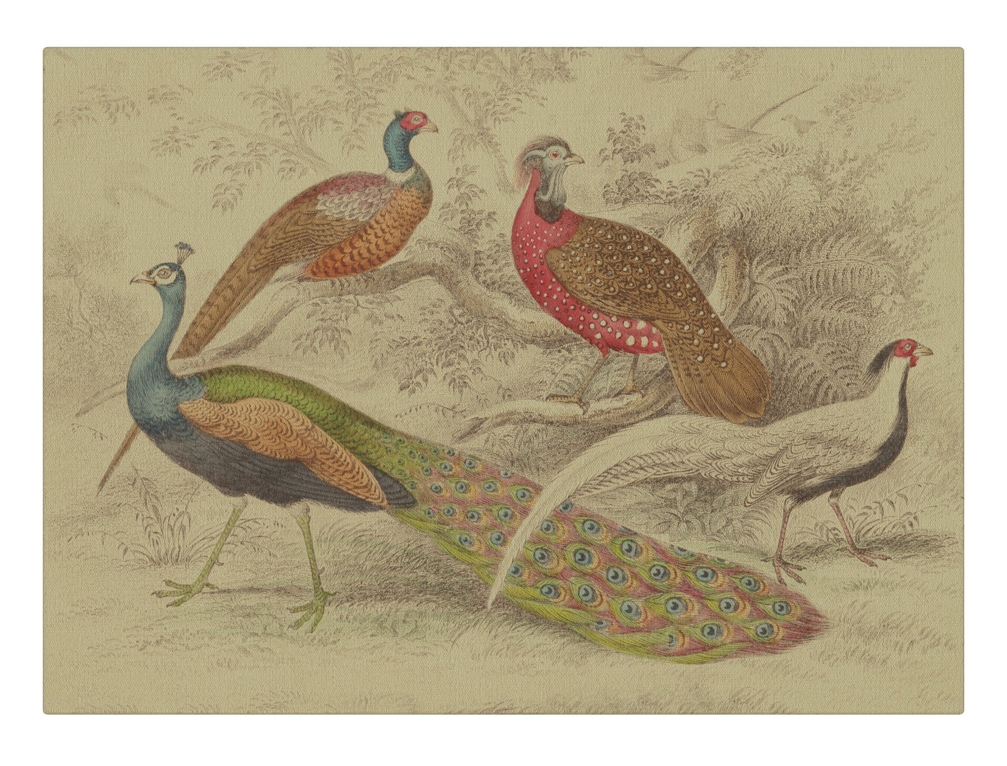 Peacock