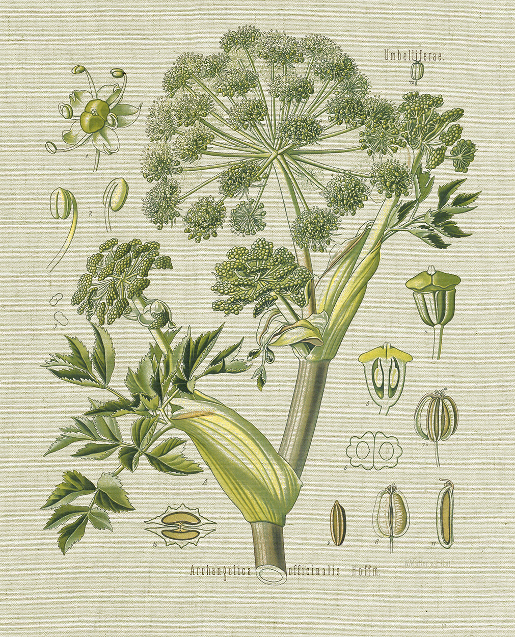 Dill