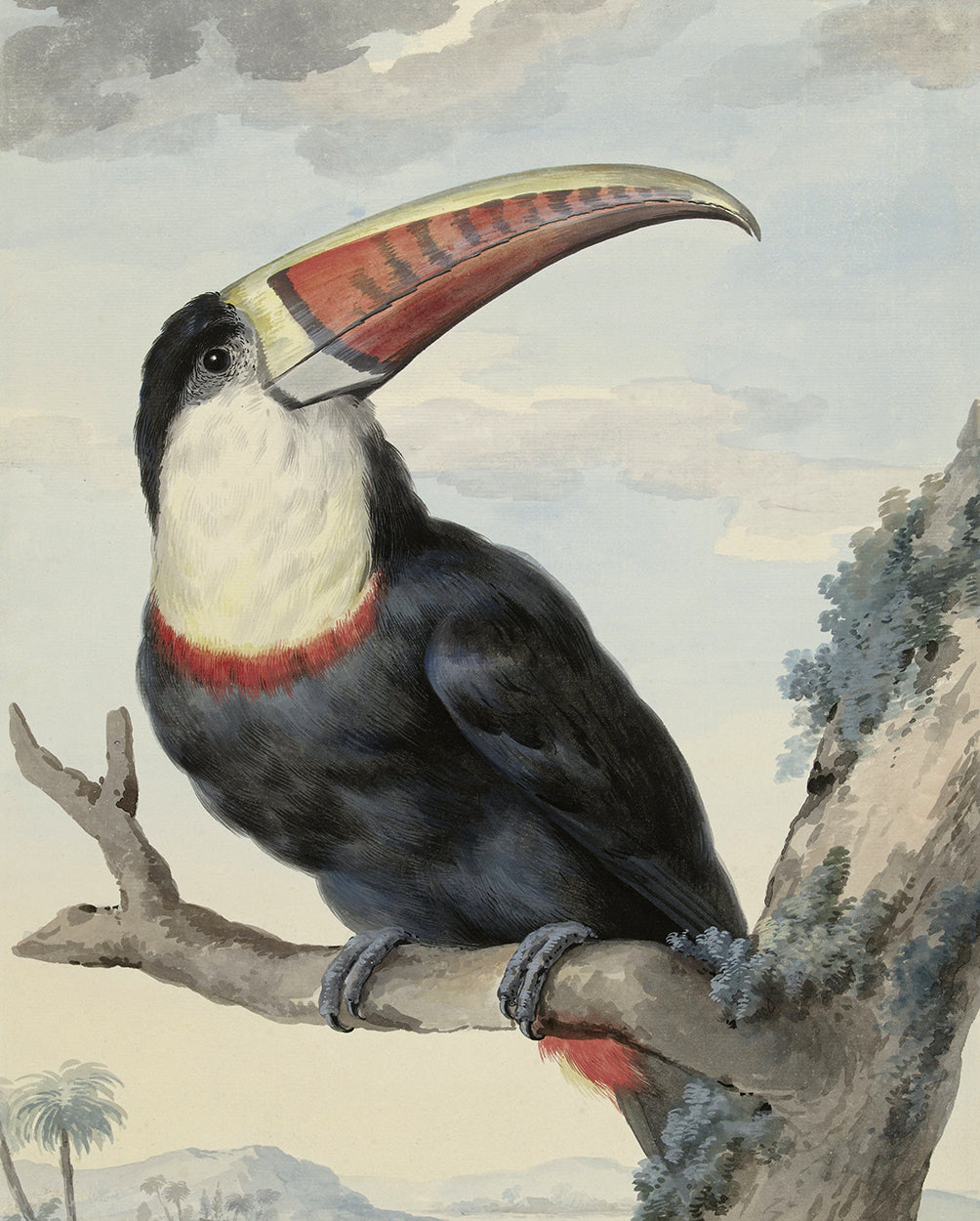Red Billed Toucan