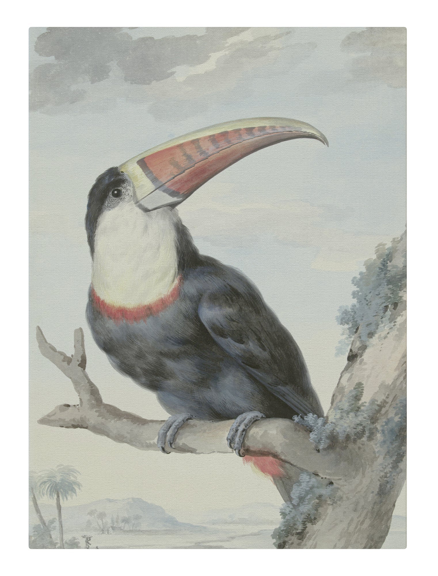Red Billed Toucan
