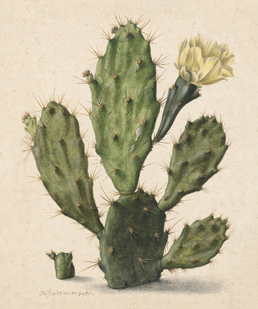 Cactus Small