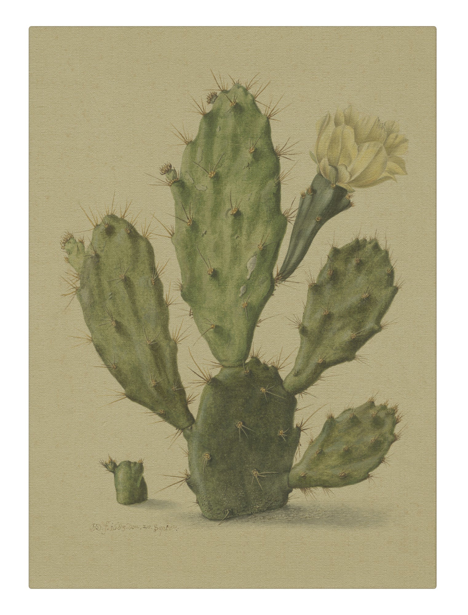 Cactus Small