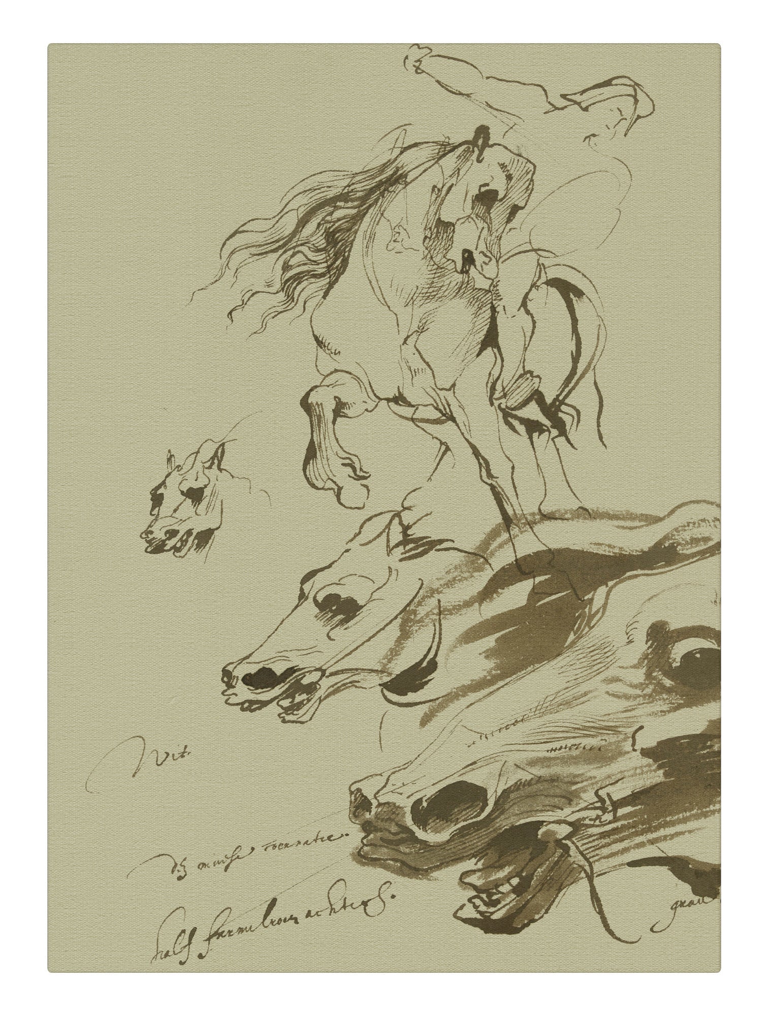 Horse Study