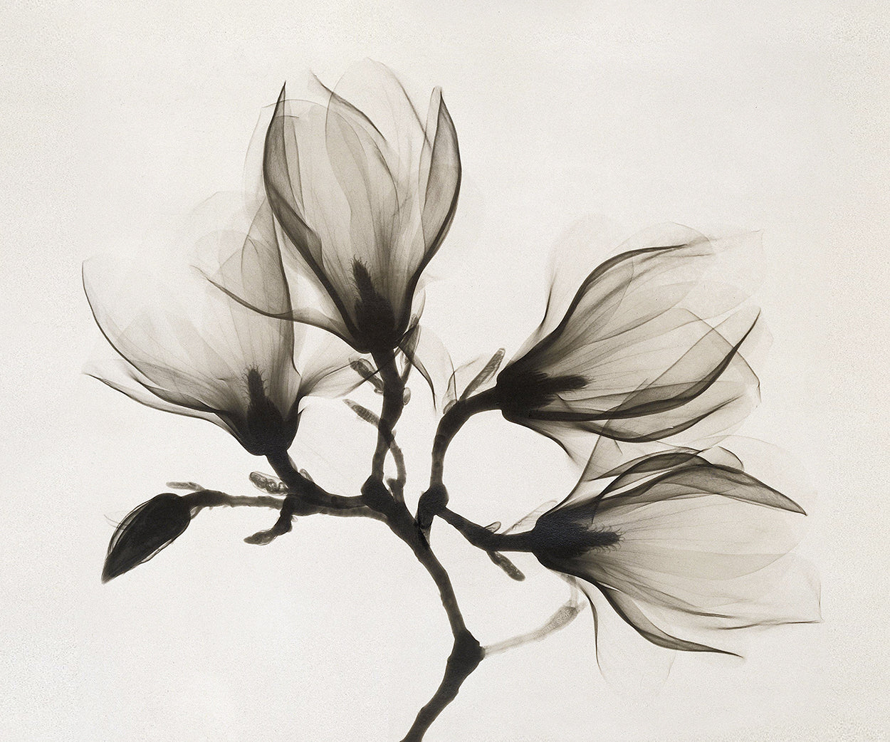 Magnolia X-ray