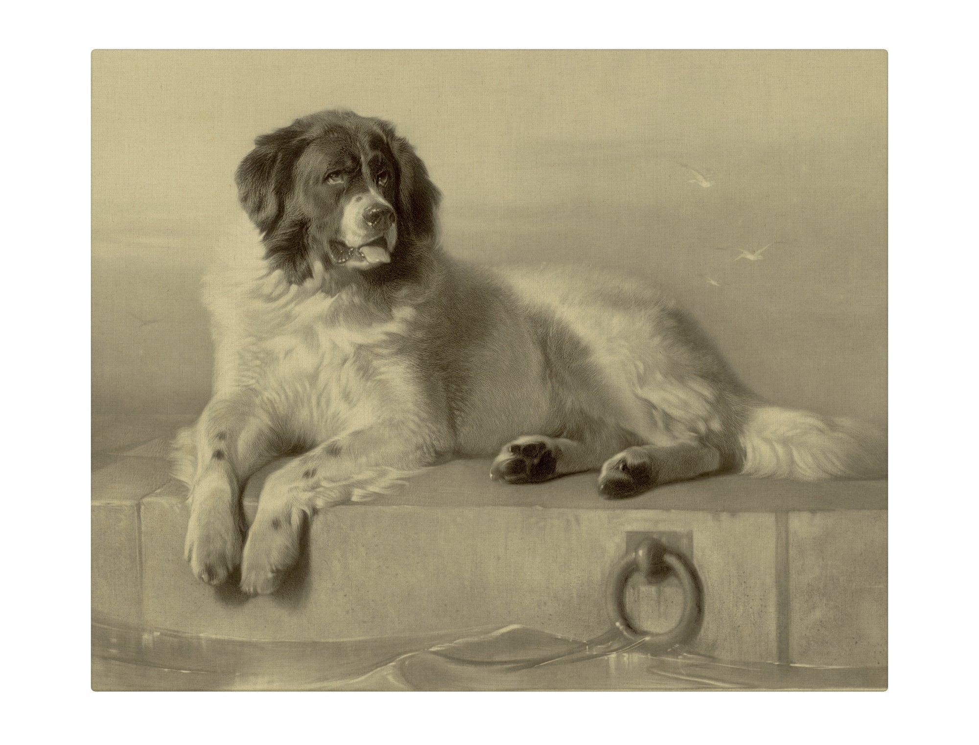 St Bernard Dog