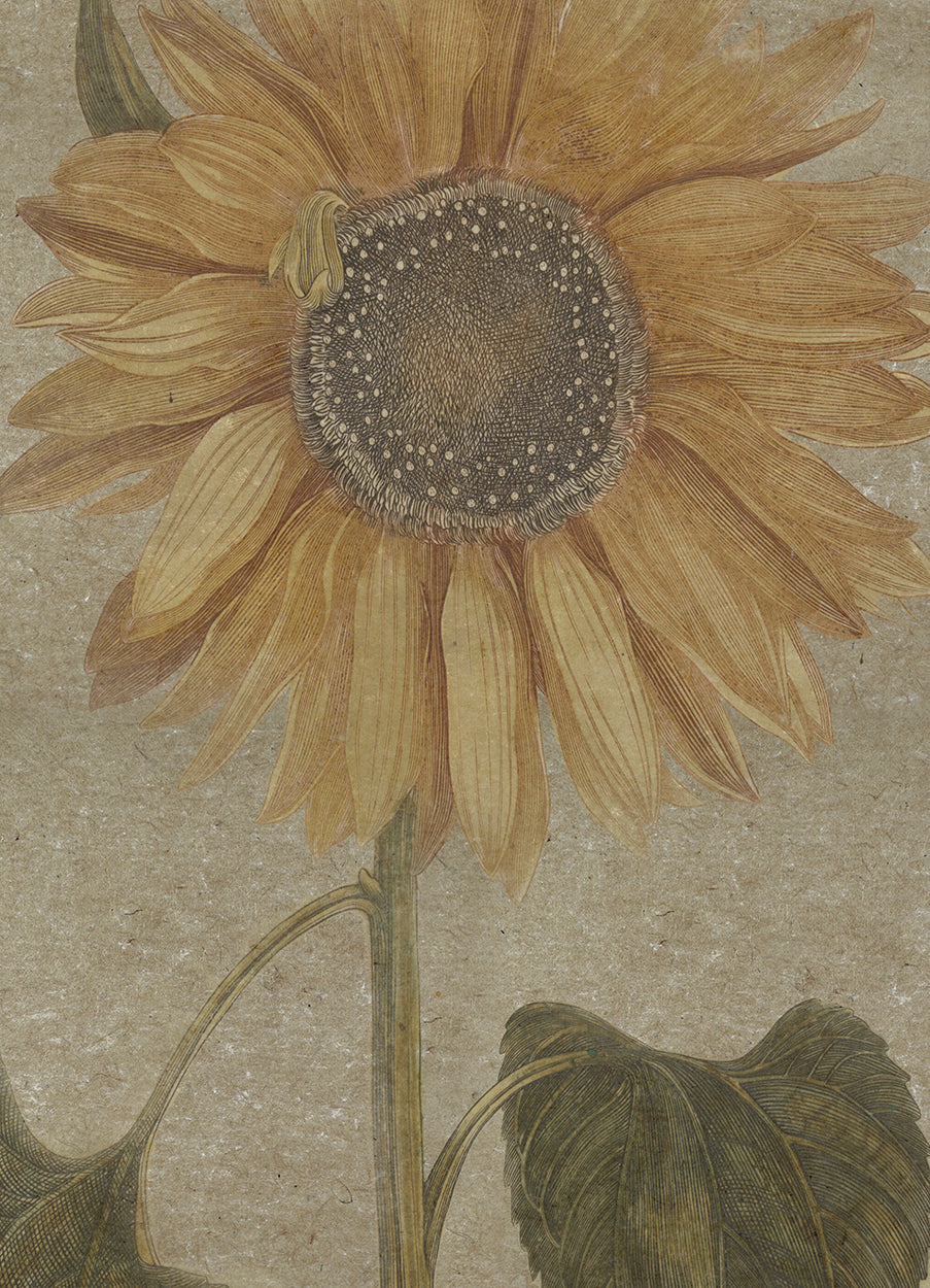 Sunflower Hemp Art