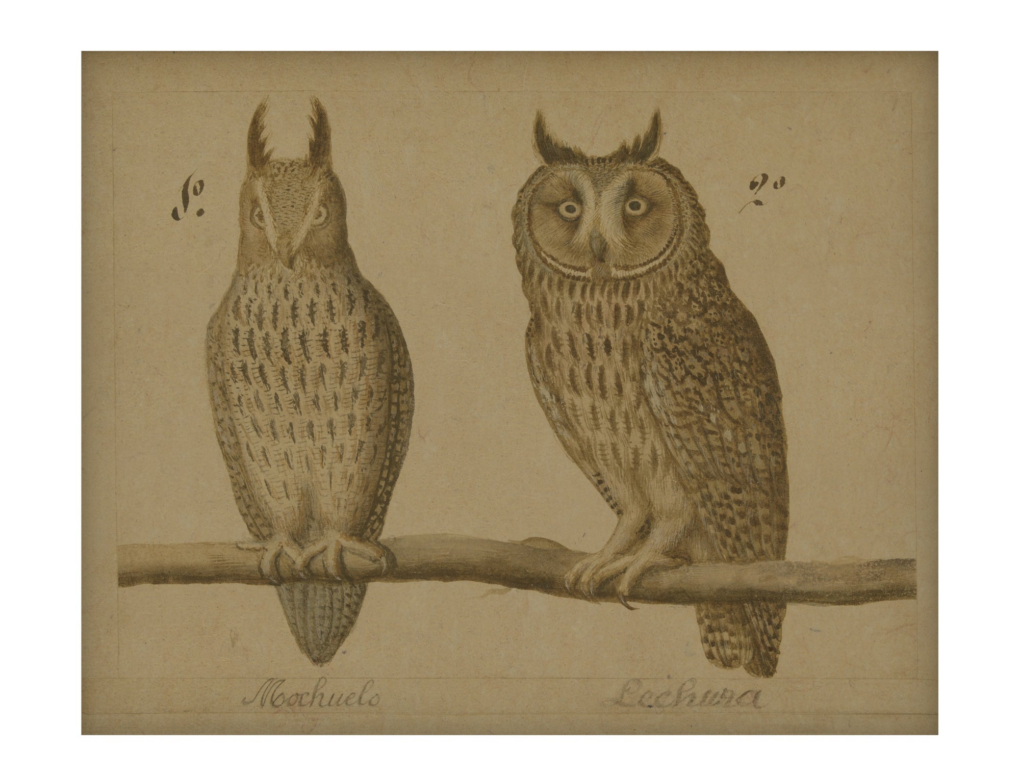 Owls Hemp Panel