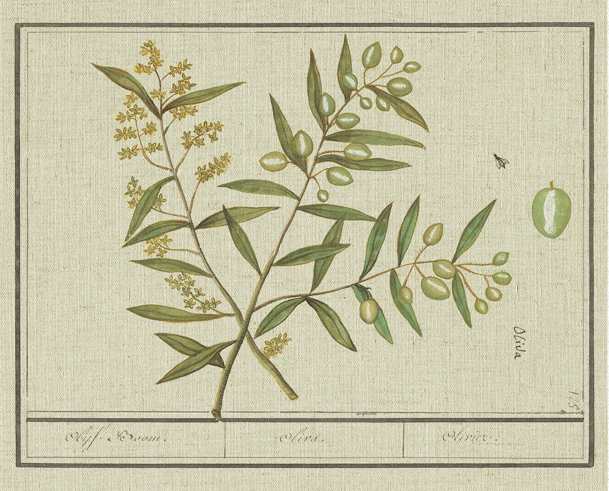 Olive