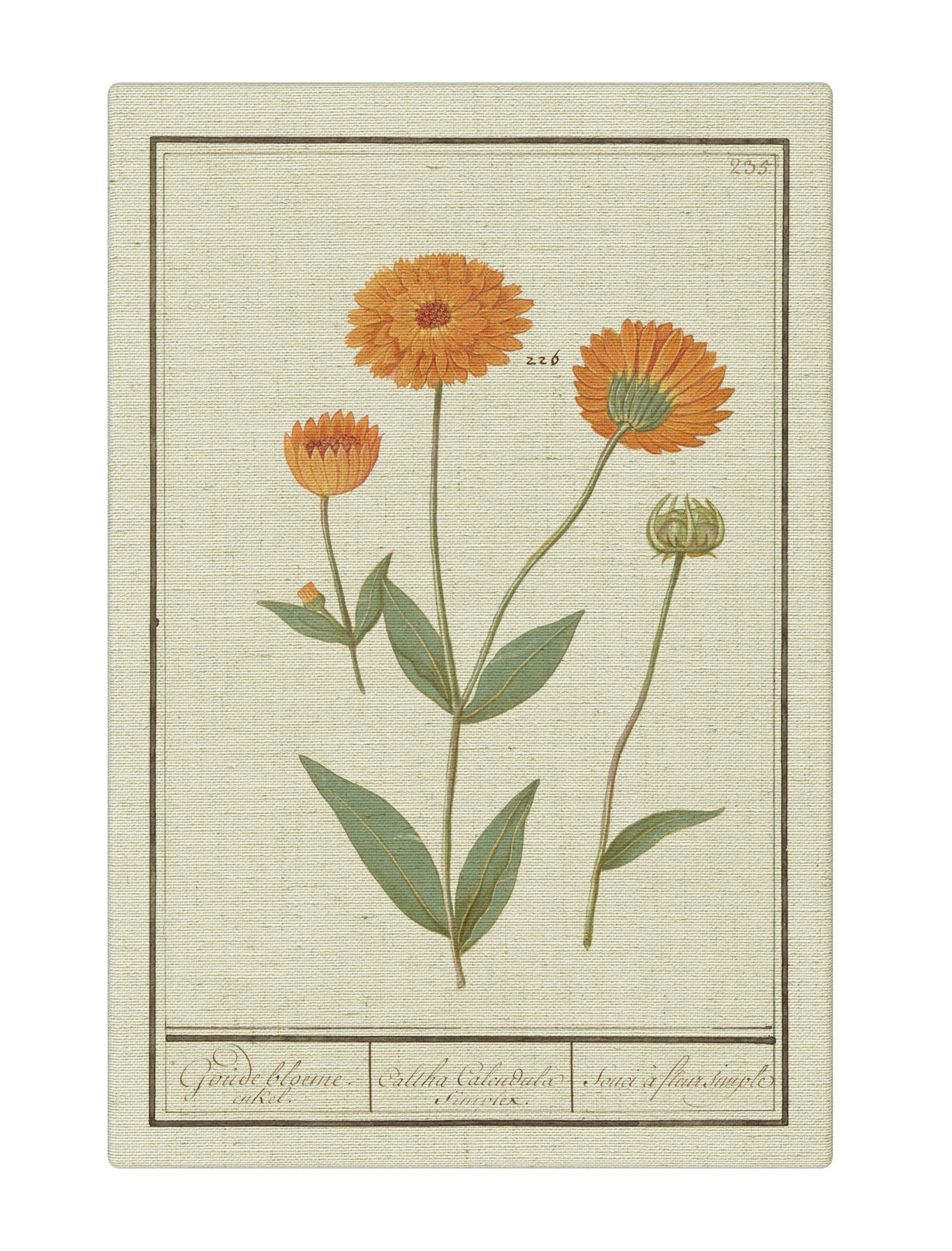 Calendula