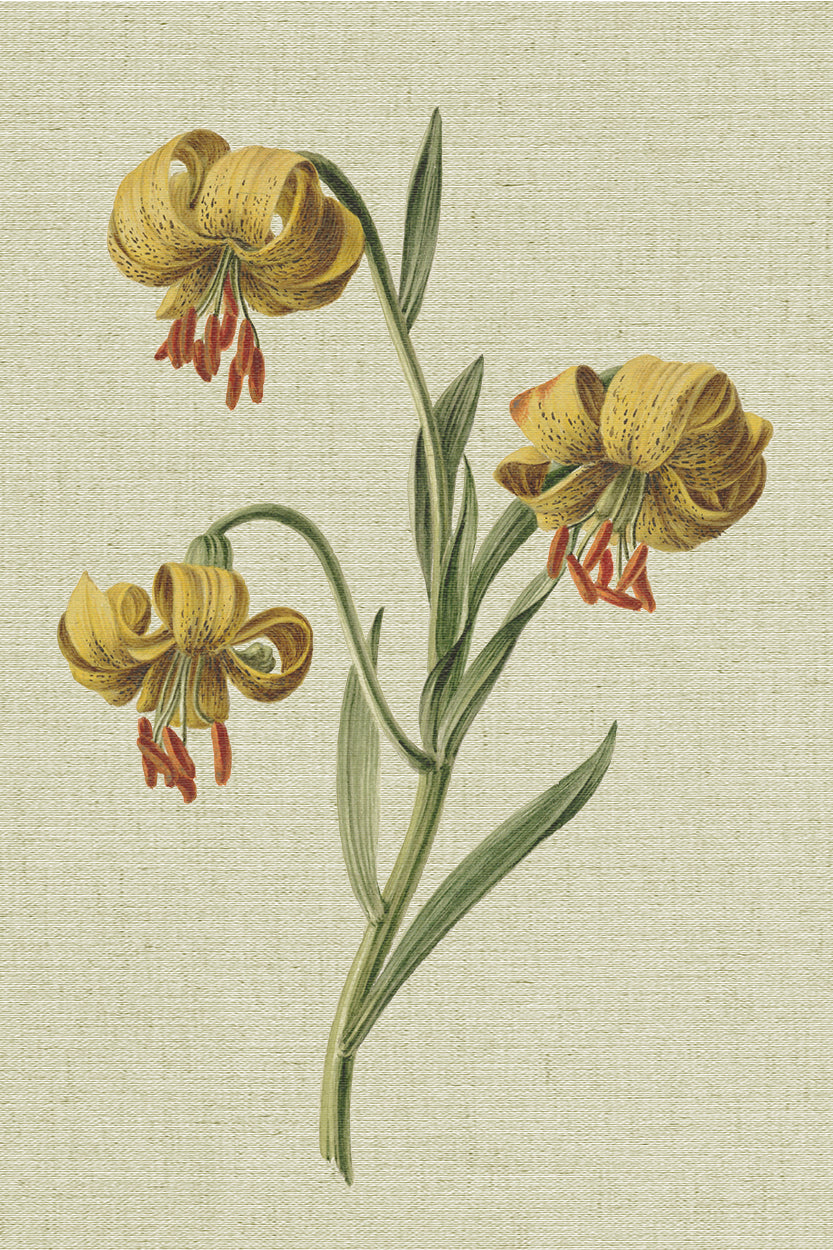 Lilies