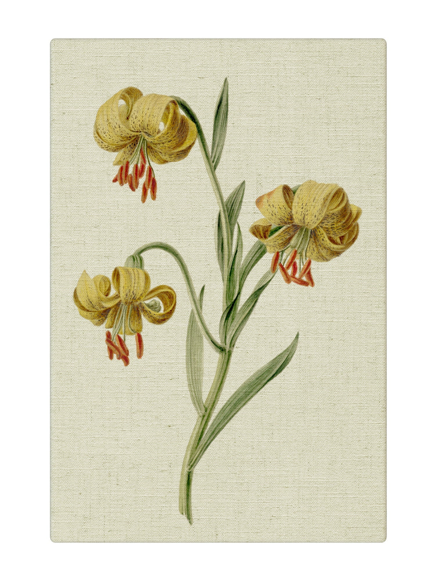 Lilies