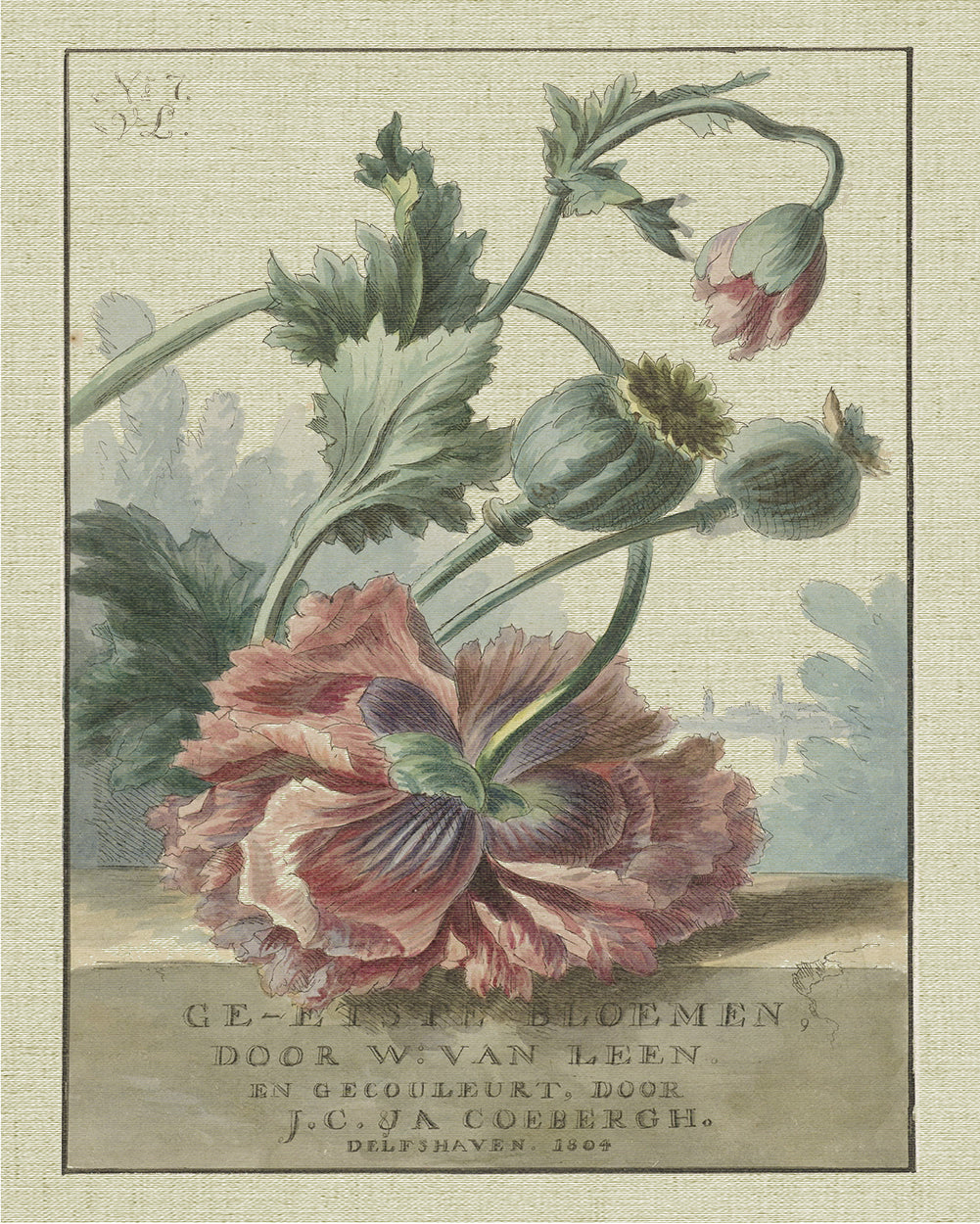 No 7 Flower Ad