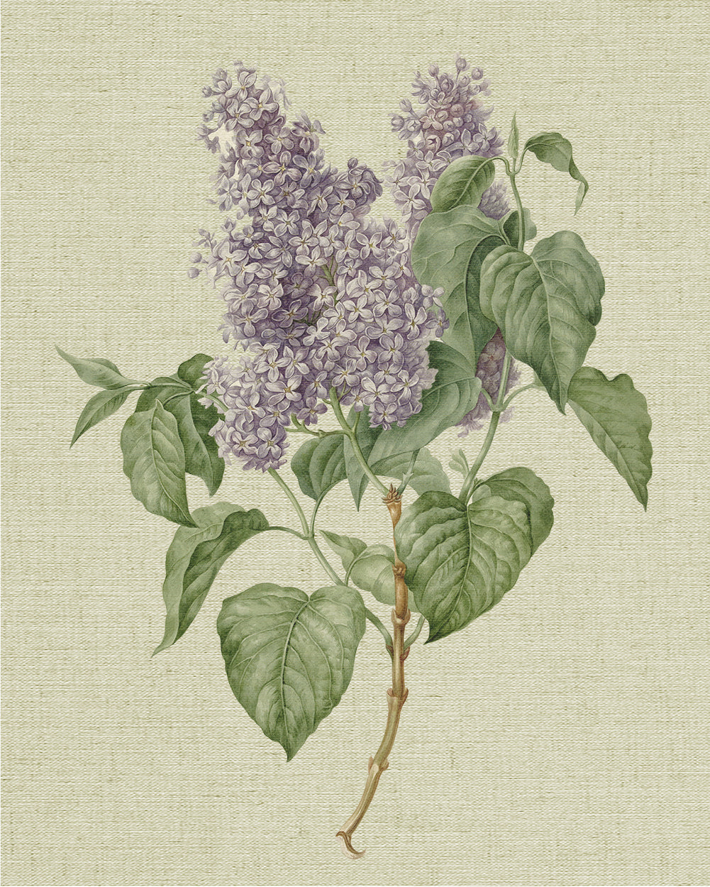Lilac