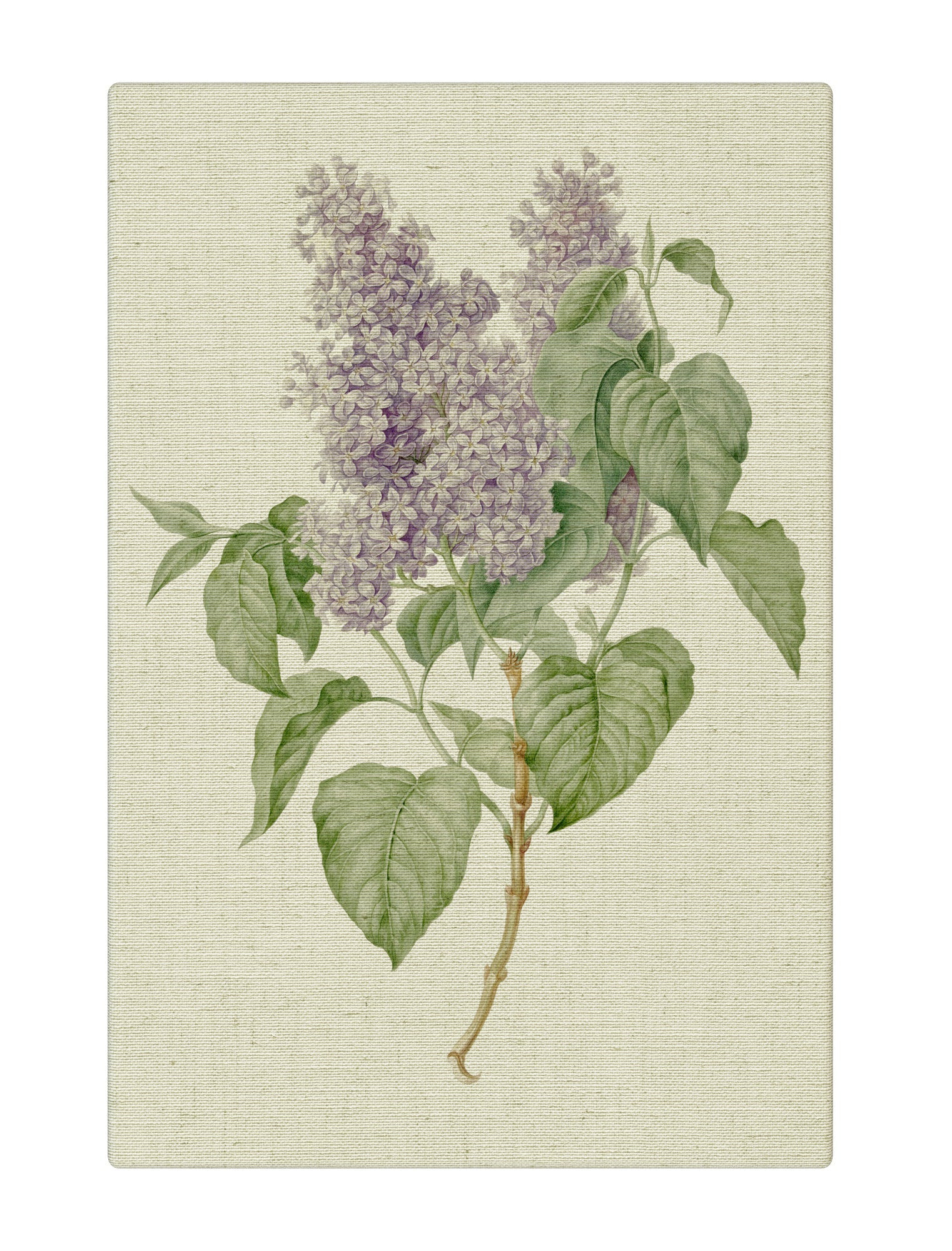 Lilac