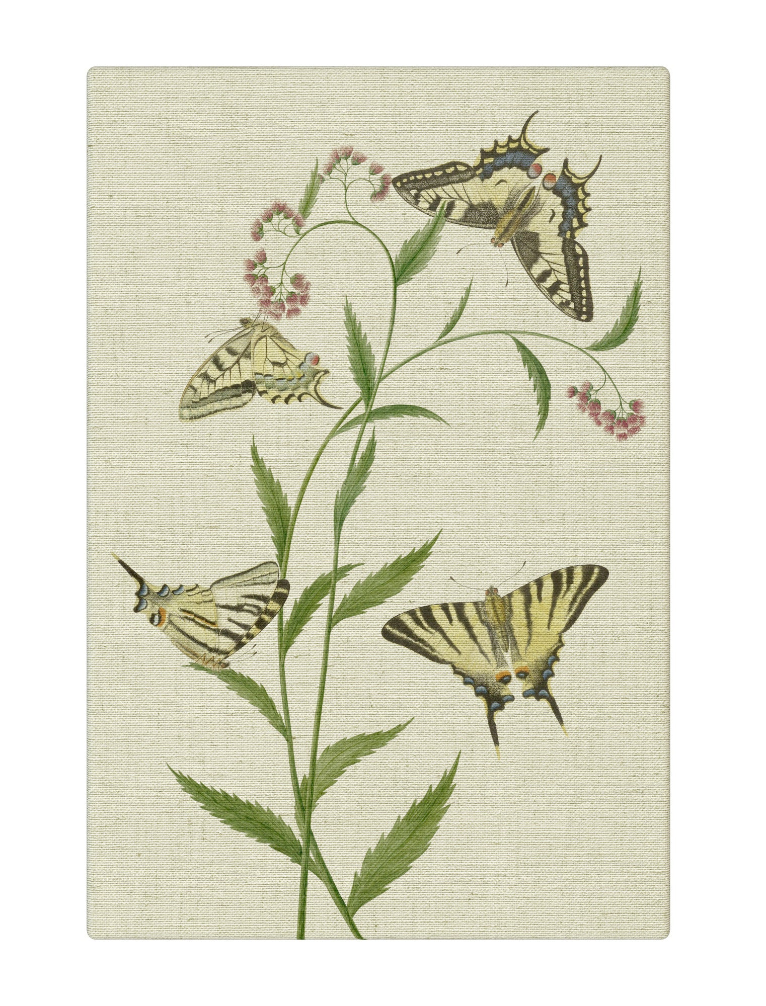 Butterflies