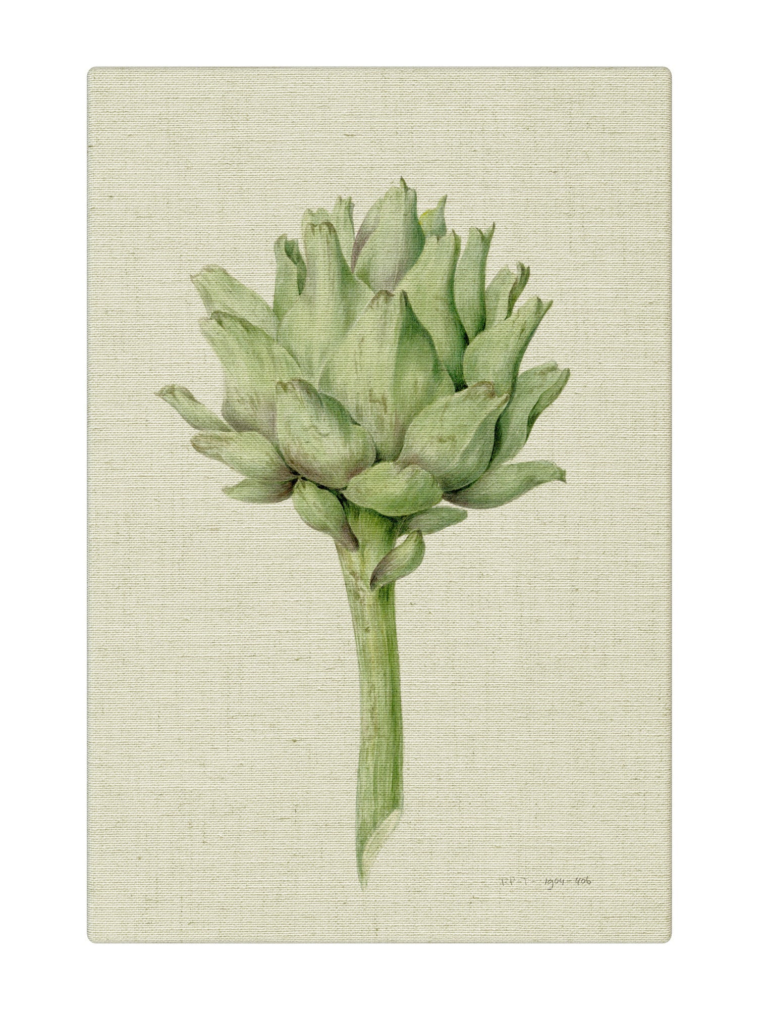 Artichoke