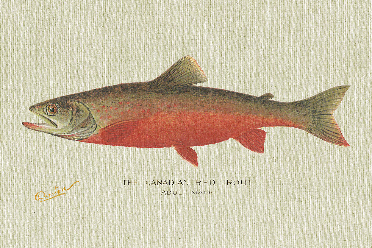 Canadian Red Trout