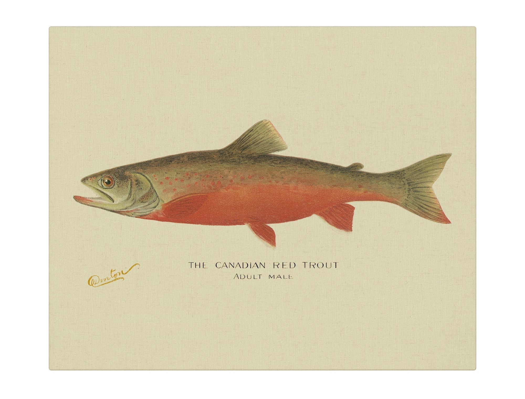Canadian Red Trout
