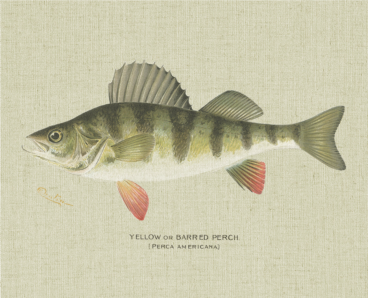 Yellow Barred Perch