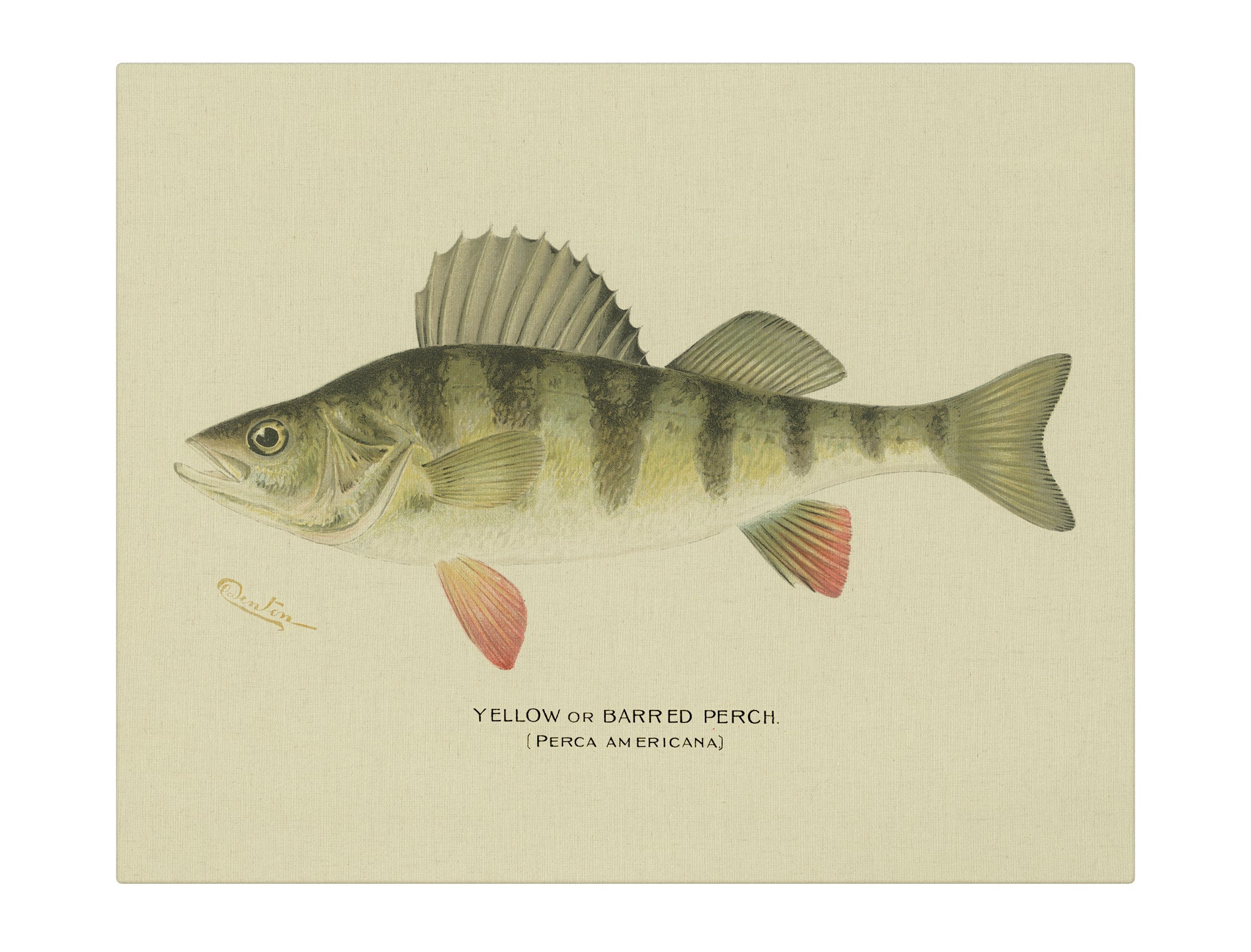 Yellow Barred Perch