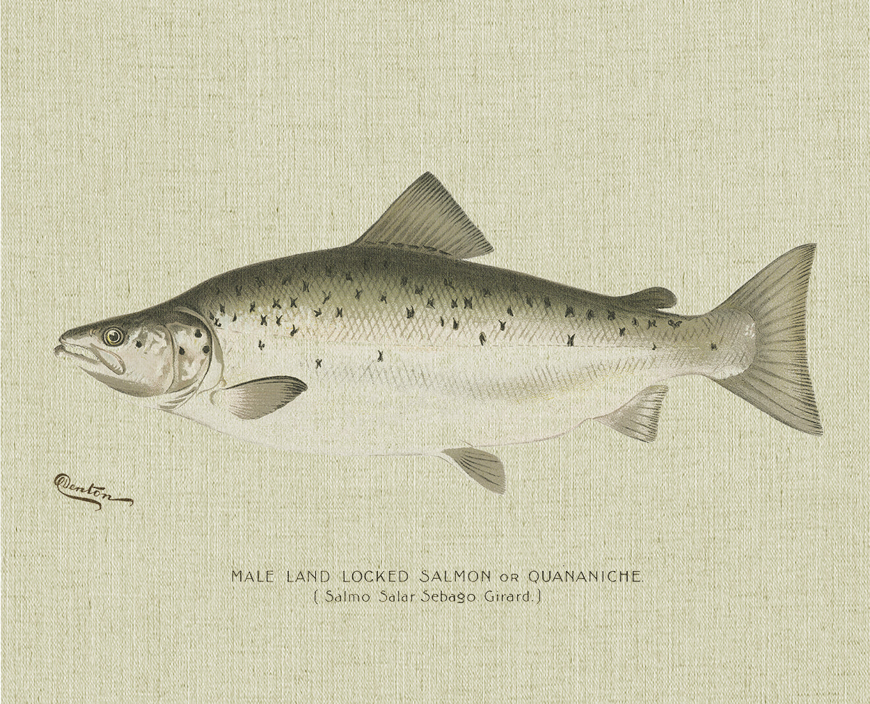 Male Landlocked Salmon